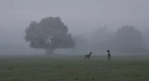 RbKHOBzXnizCYS2M9XTifHVzD98FHM-metaRGVlcnMgaW4gdGhlIGZpZWxkcy5qcGc=-