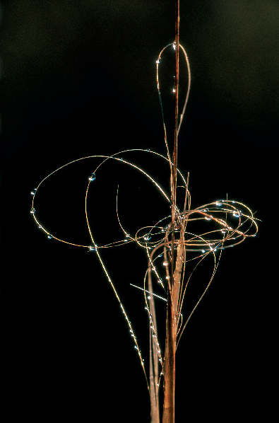 Violinkulcs
