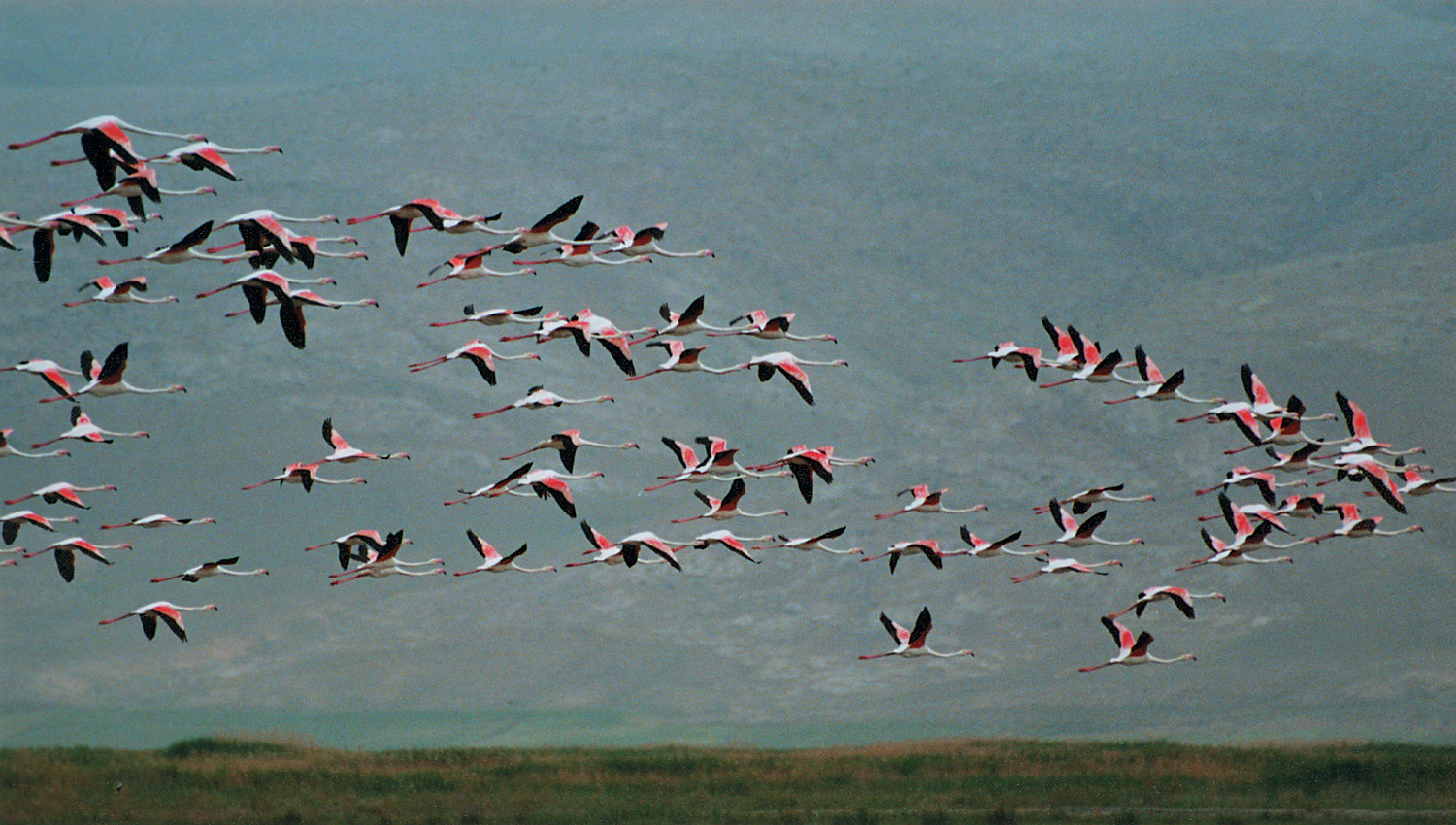 Rózsás flamingók