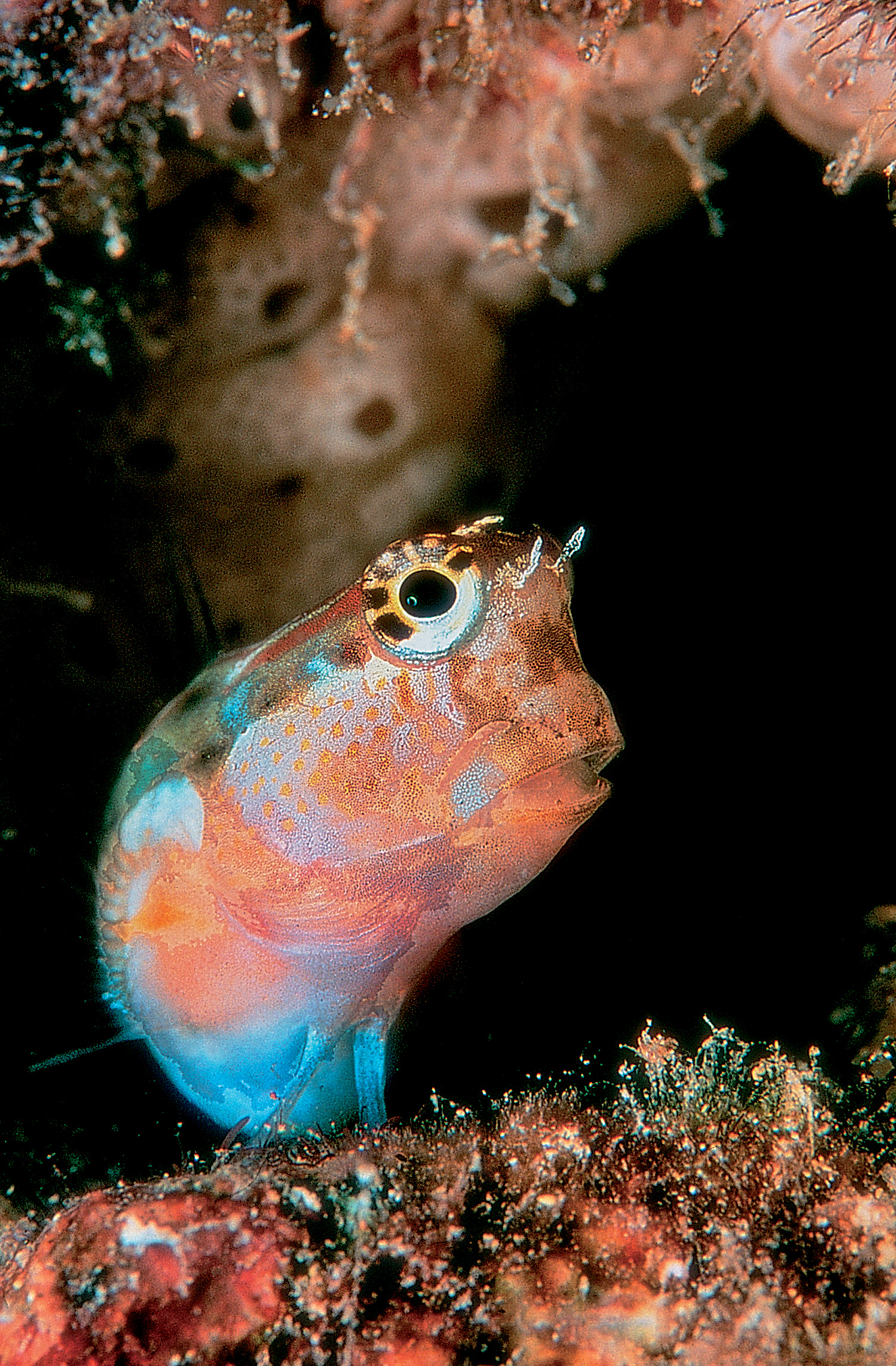 Blenni