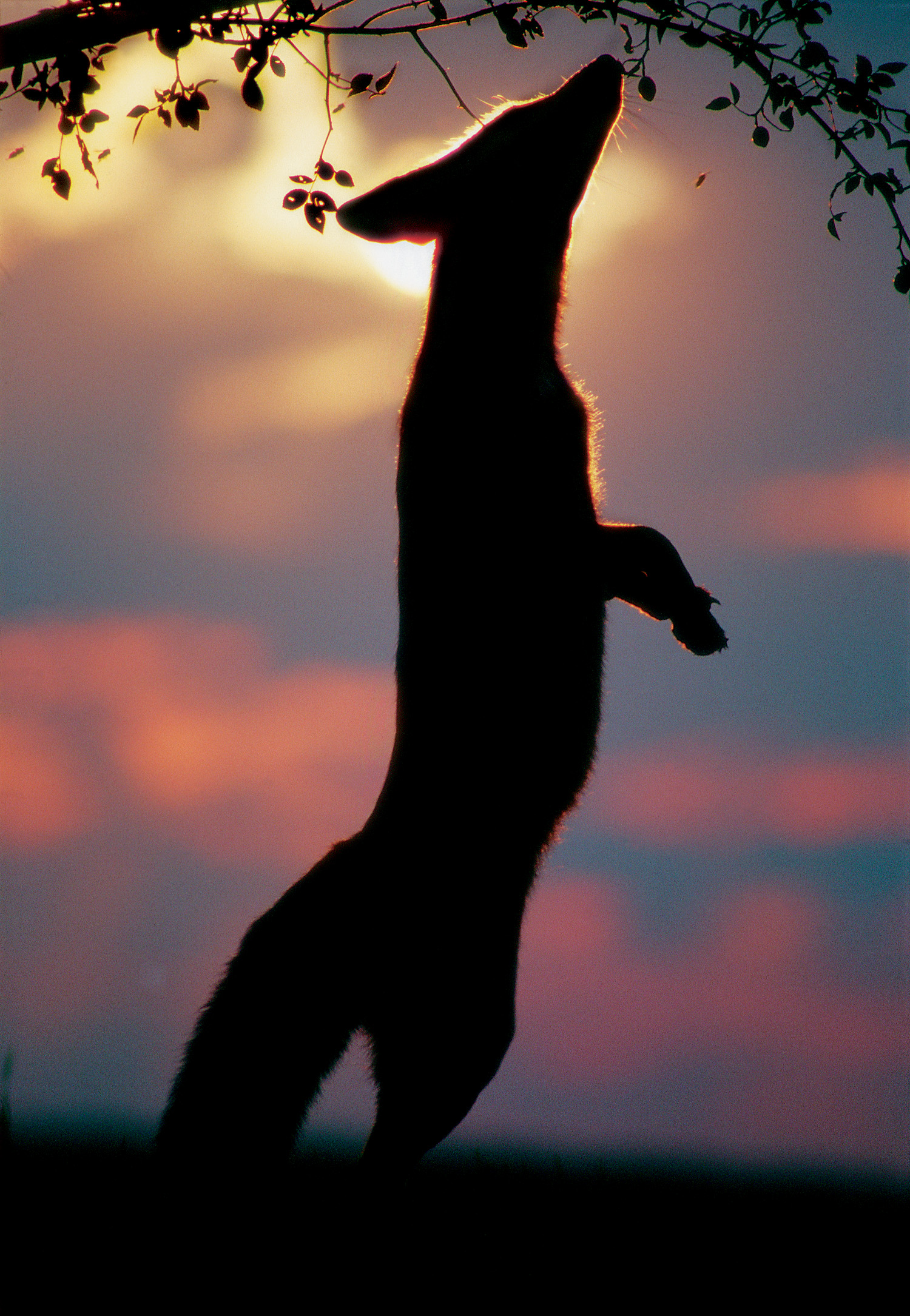 Szimat