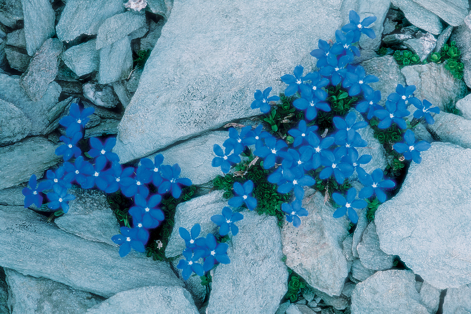 Alpesi flóra