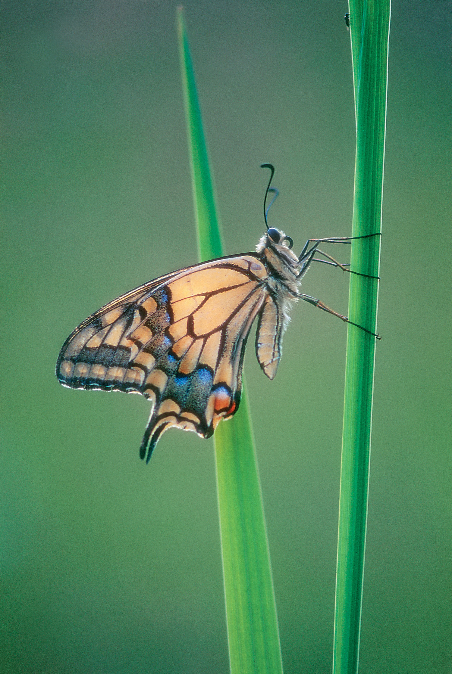 Elegancia