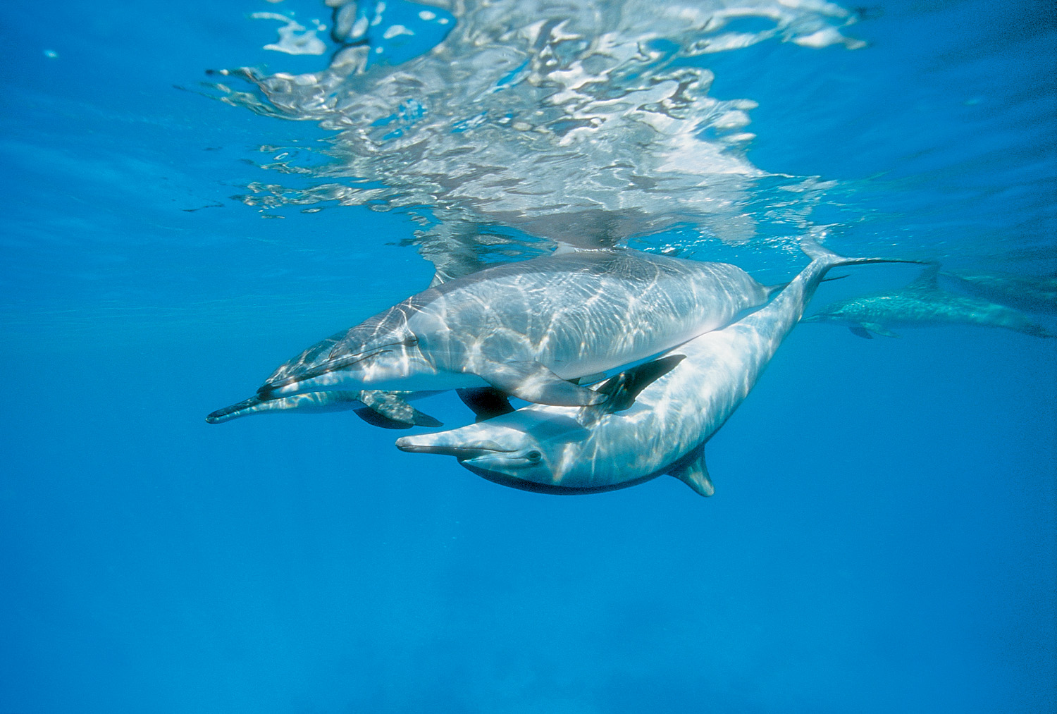 Delfinszerelem