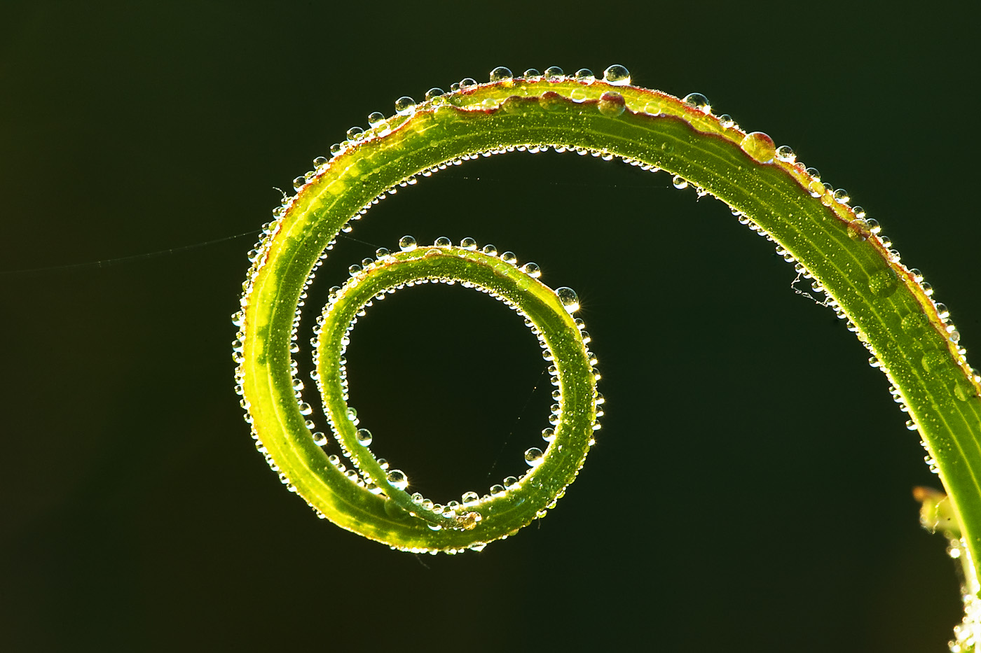 Csodacsiga