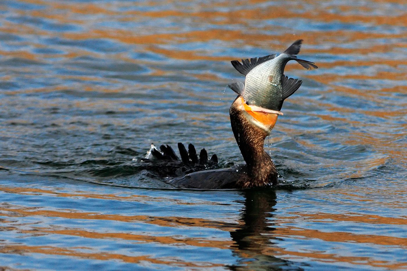 Nagy falat