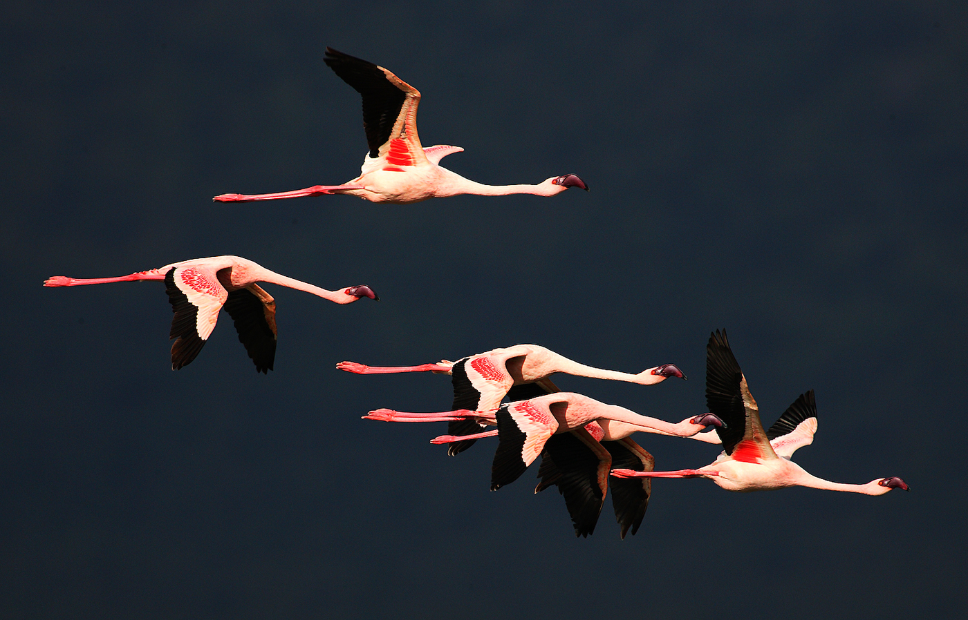 Flamingócsapat