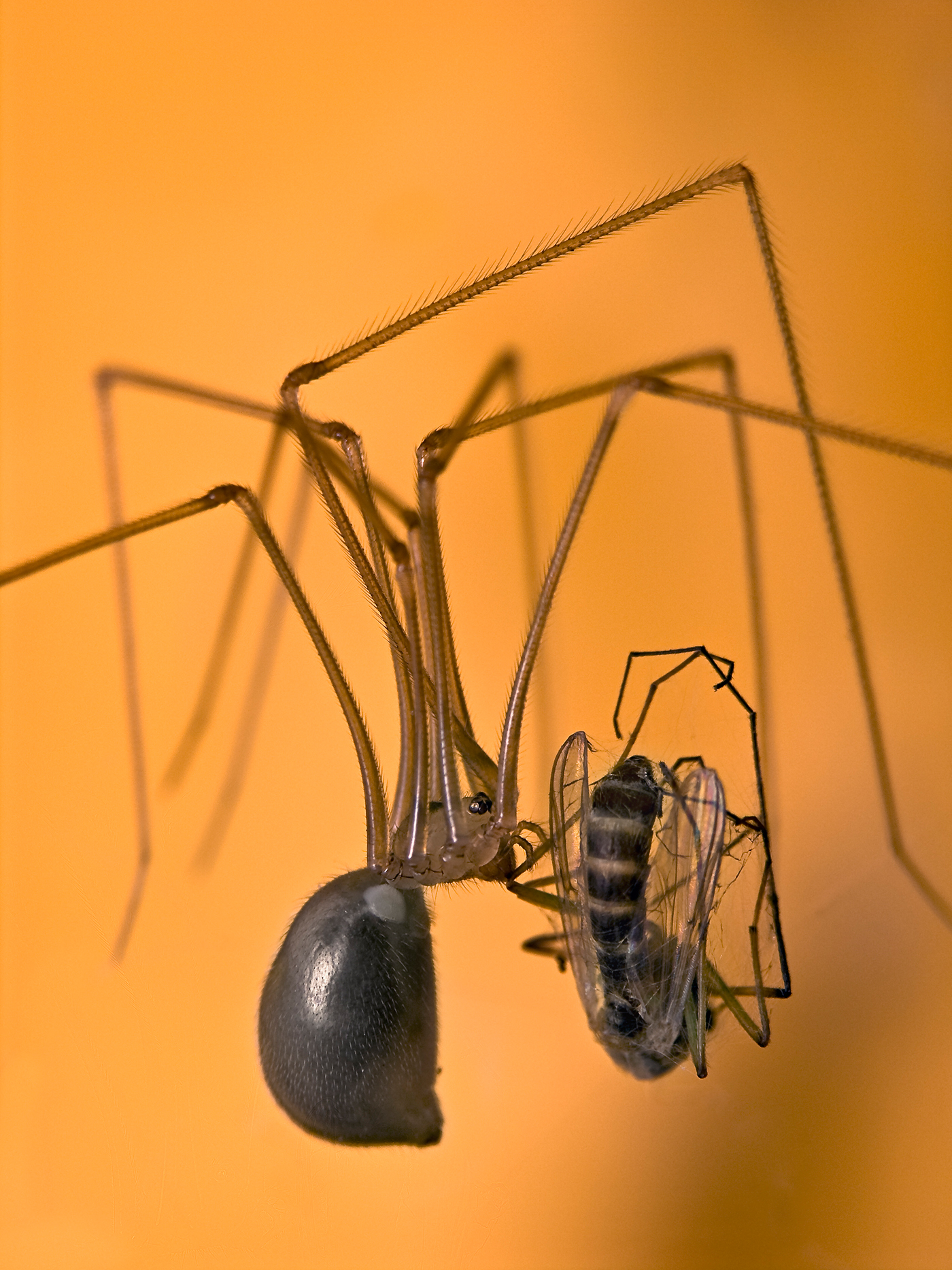 a vacsora csata