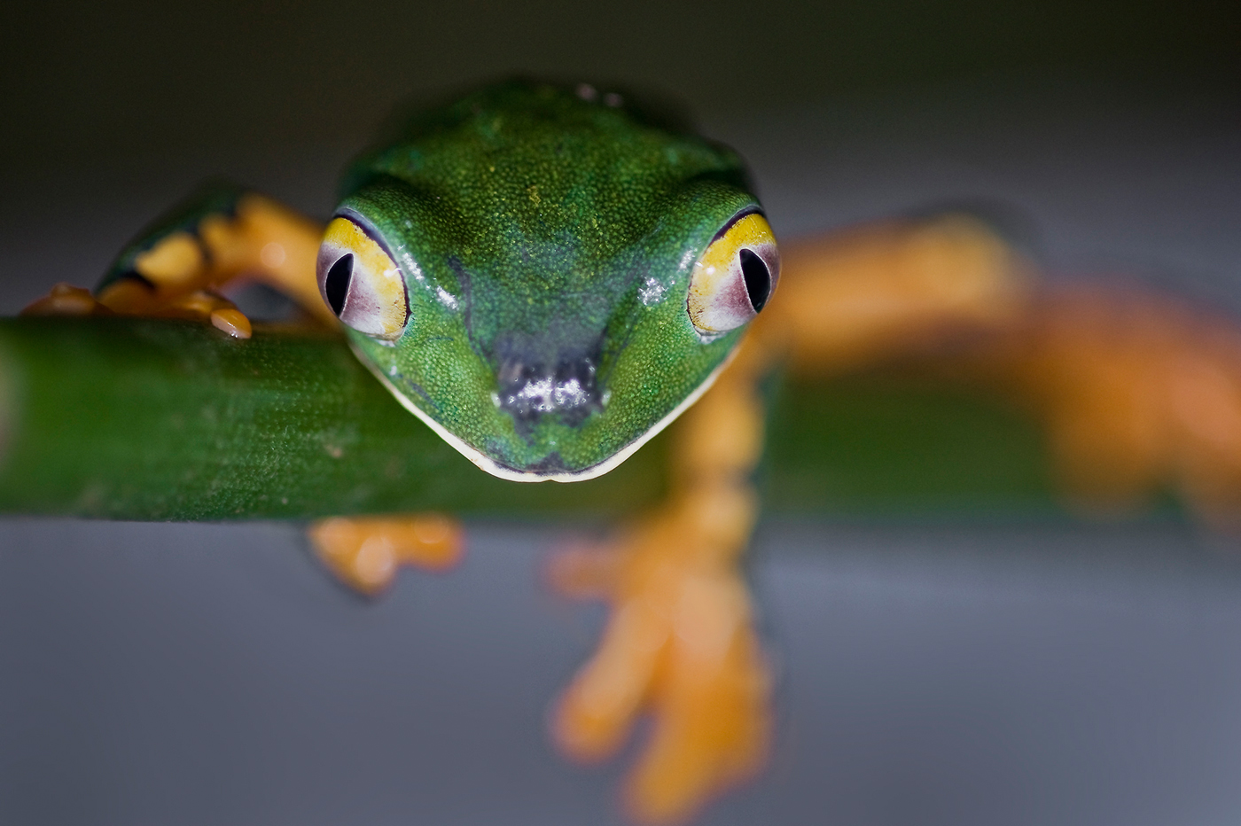 Agalychnis Calcarifer