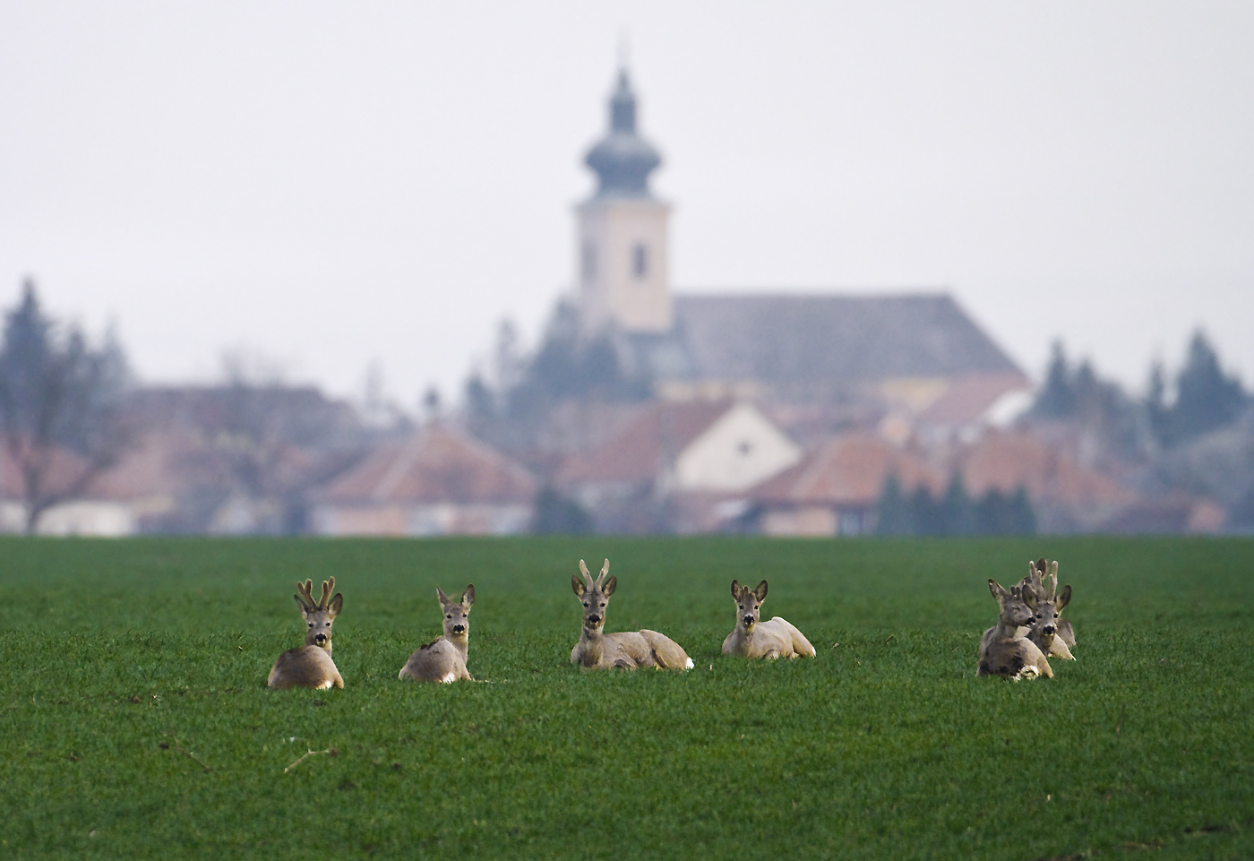 Pihenőben