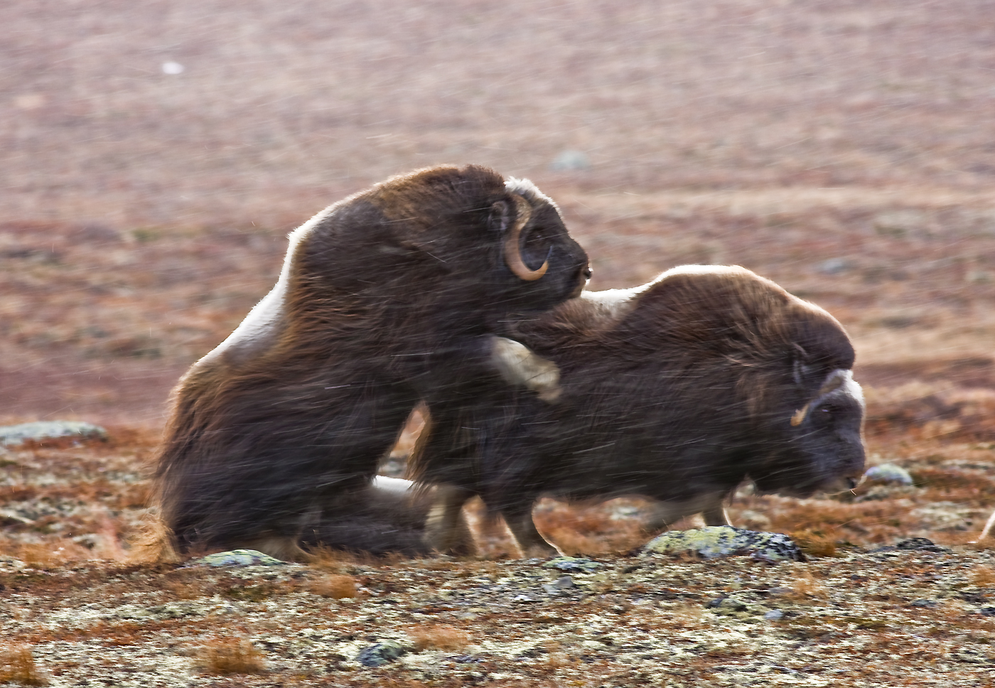 Viharos érzelmek