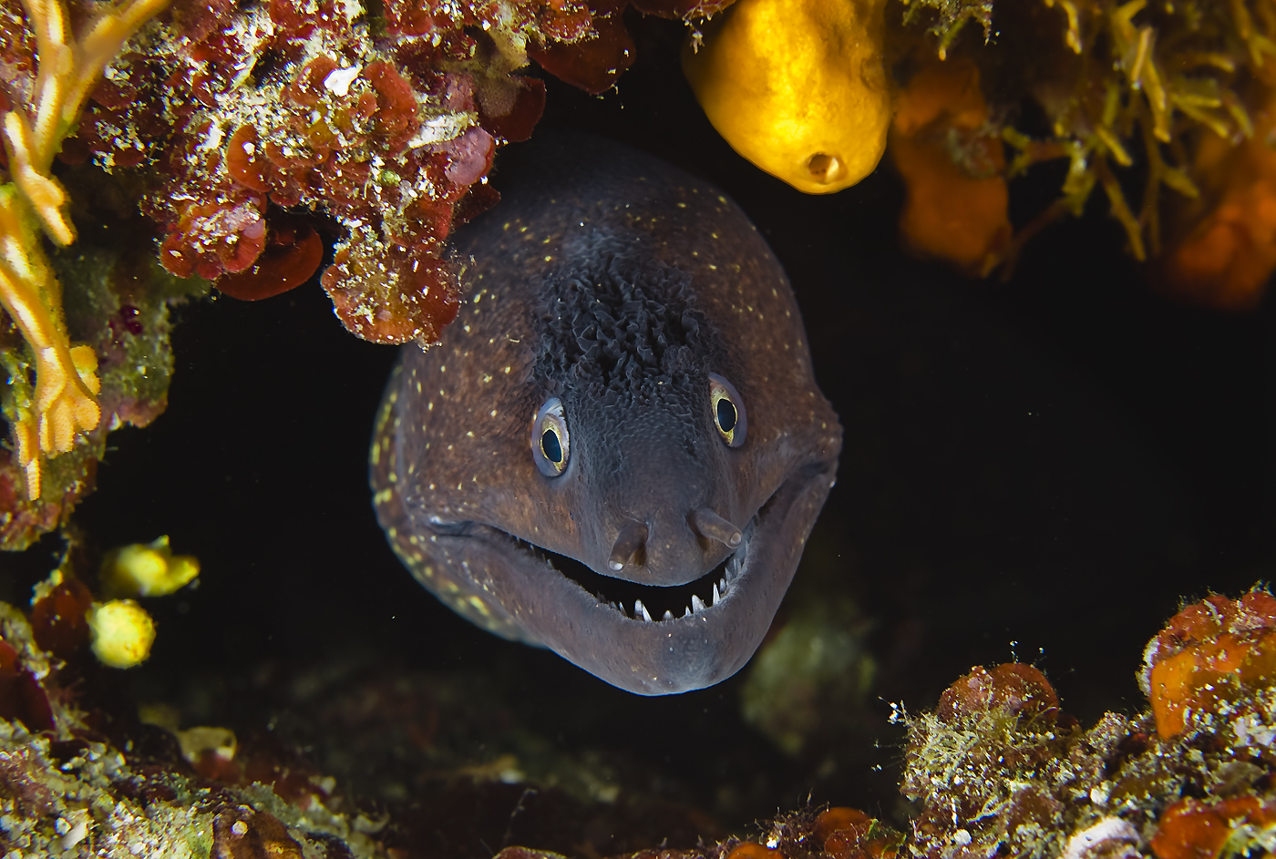 Smile