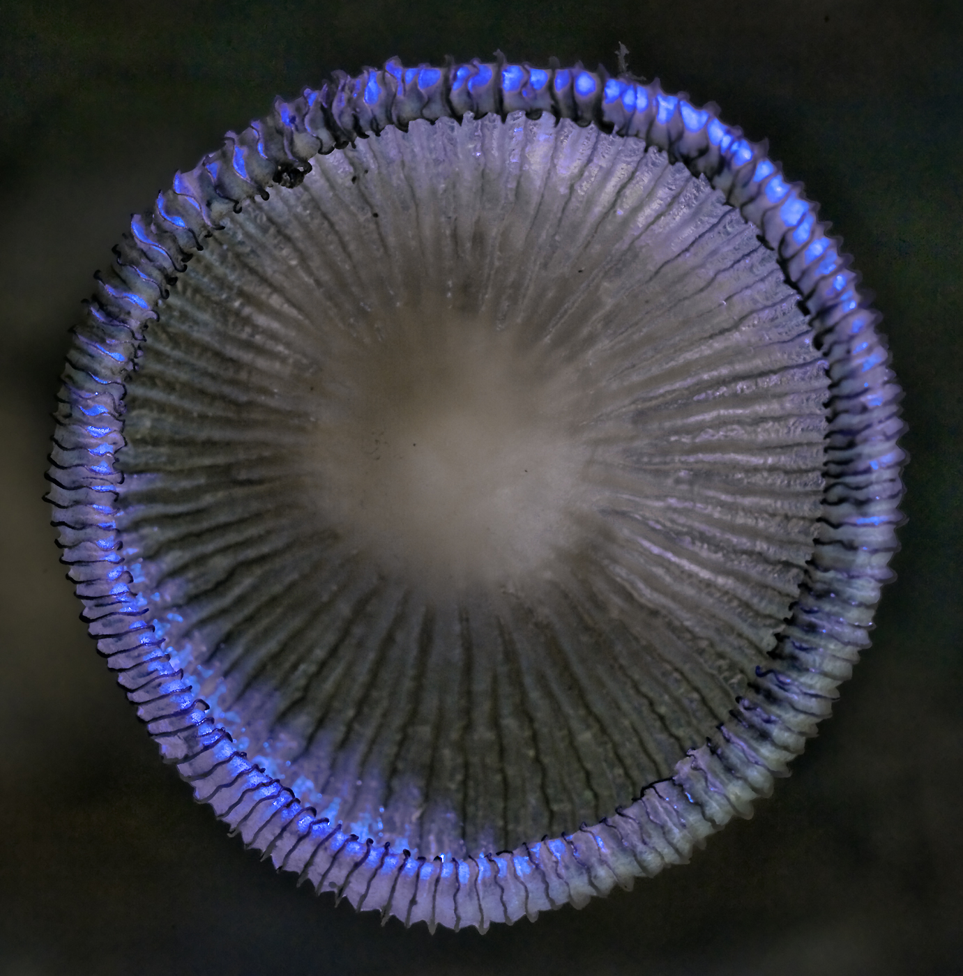 Meduza