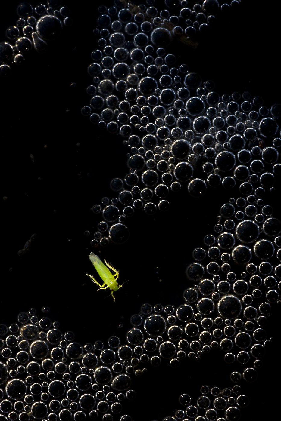 Almazöld insecta