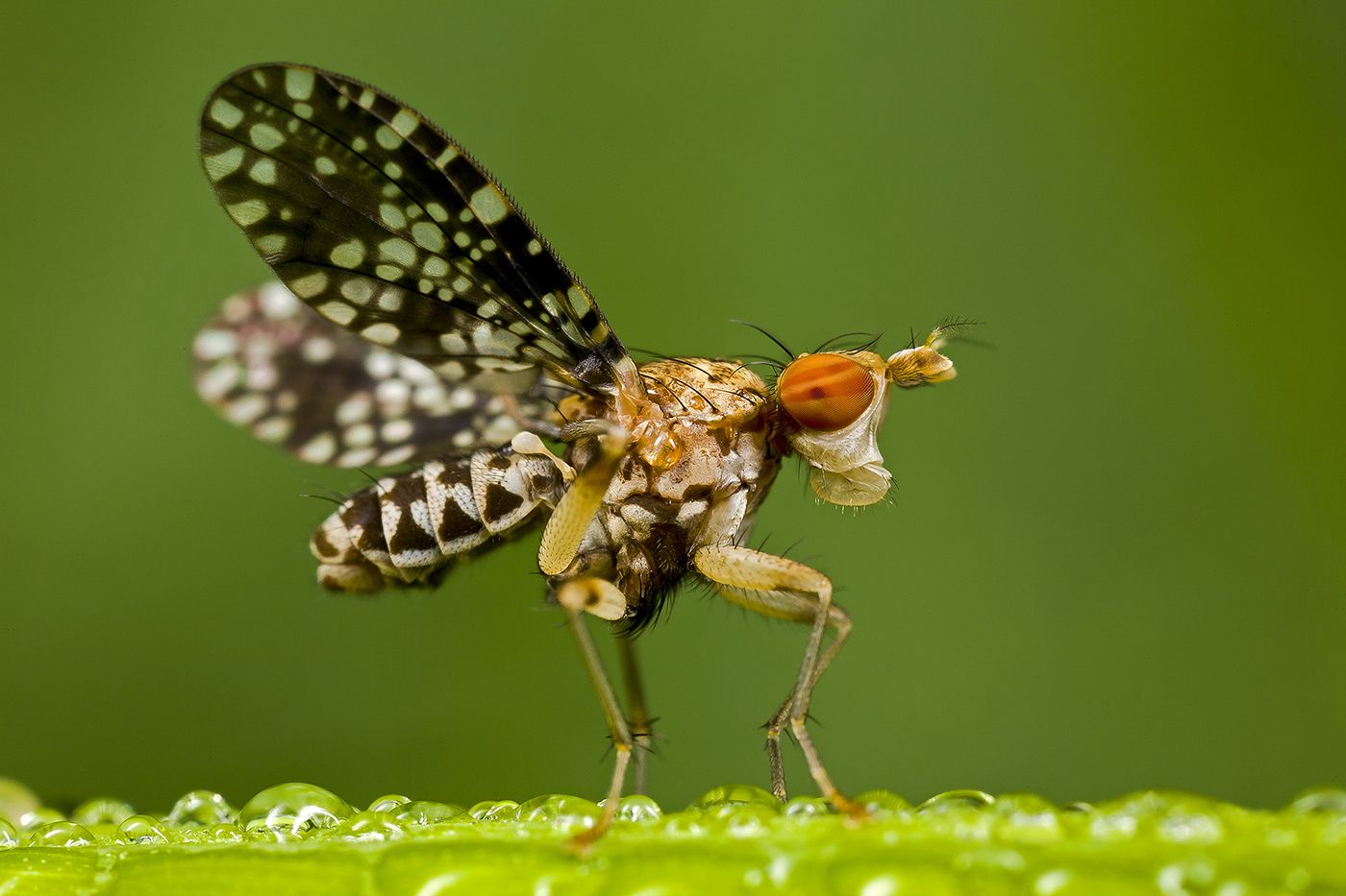 A balerina