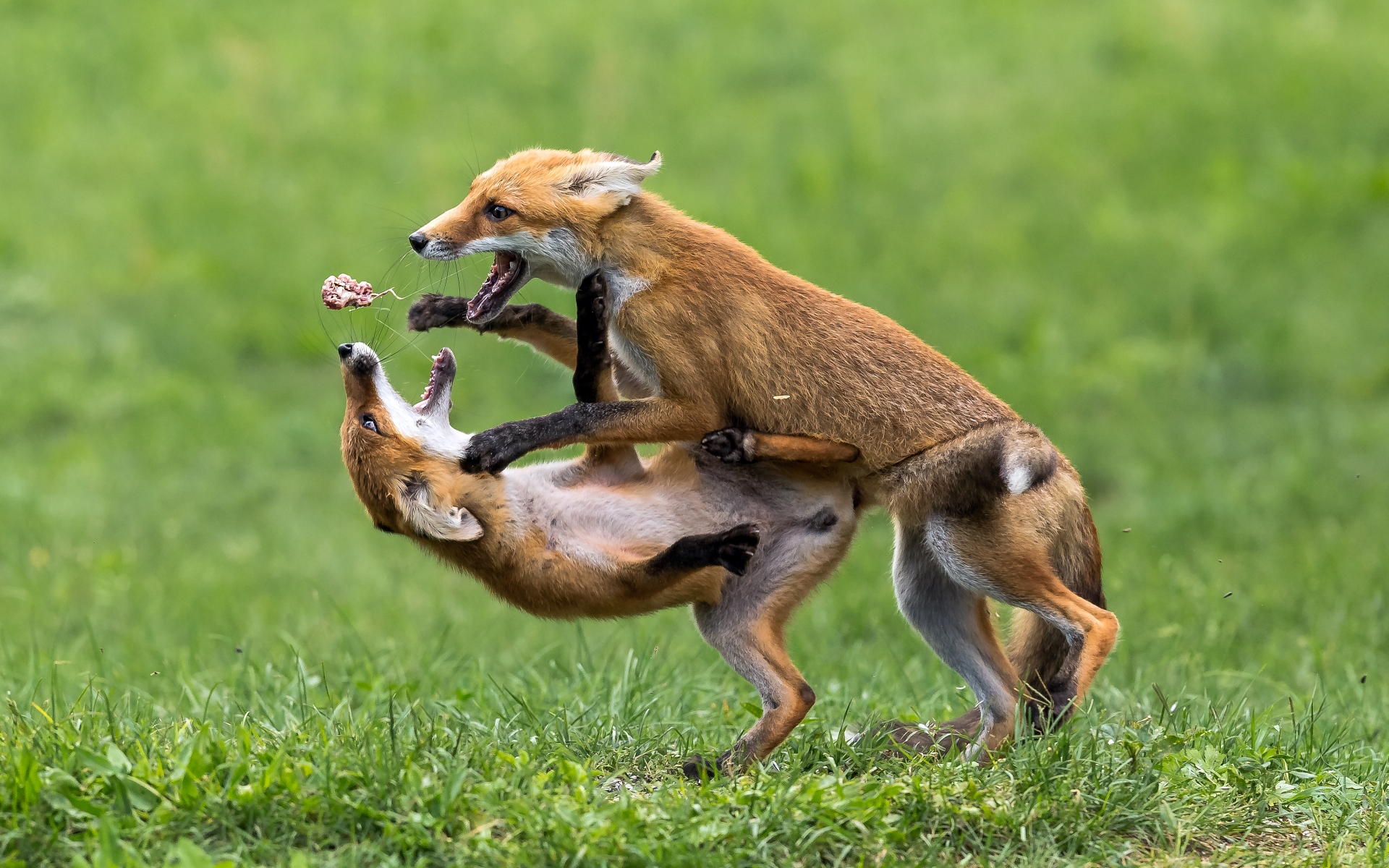 Gladiátorok