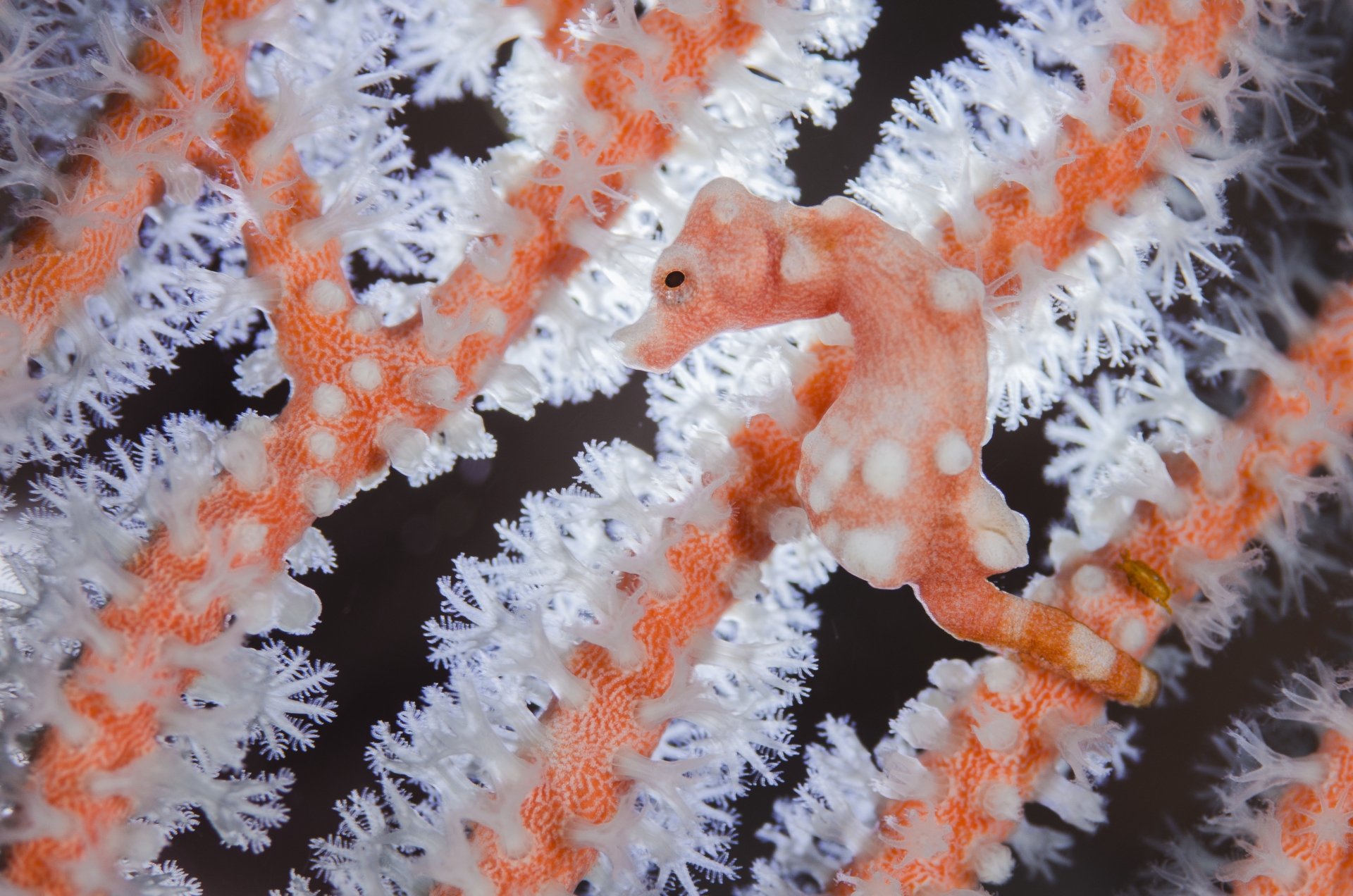 Hippocampus denise