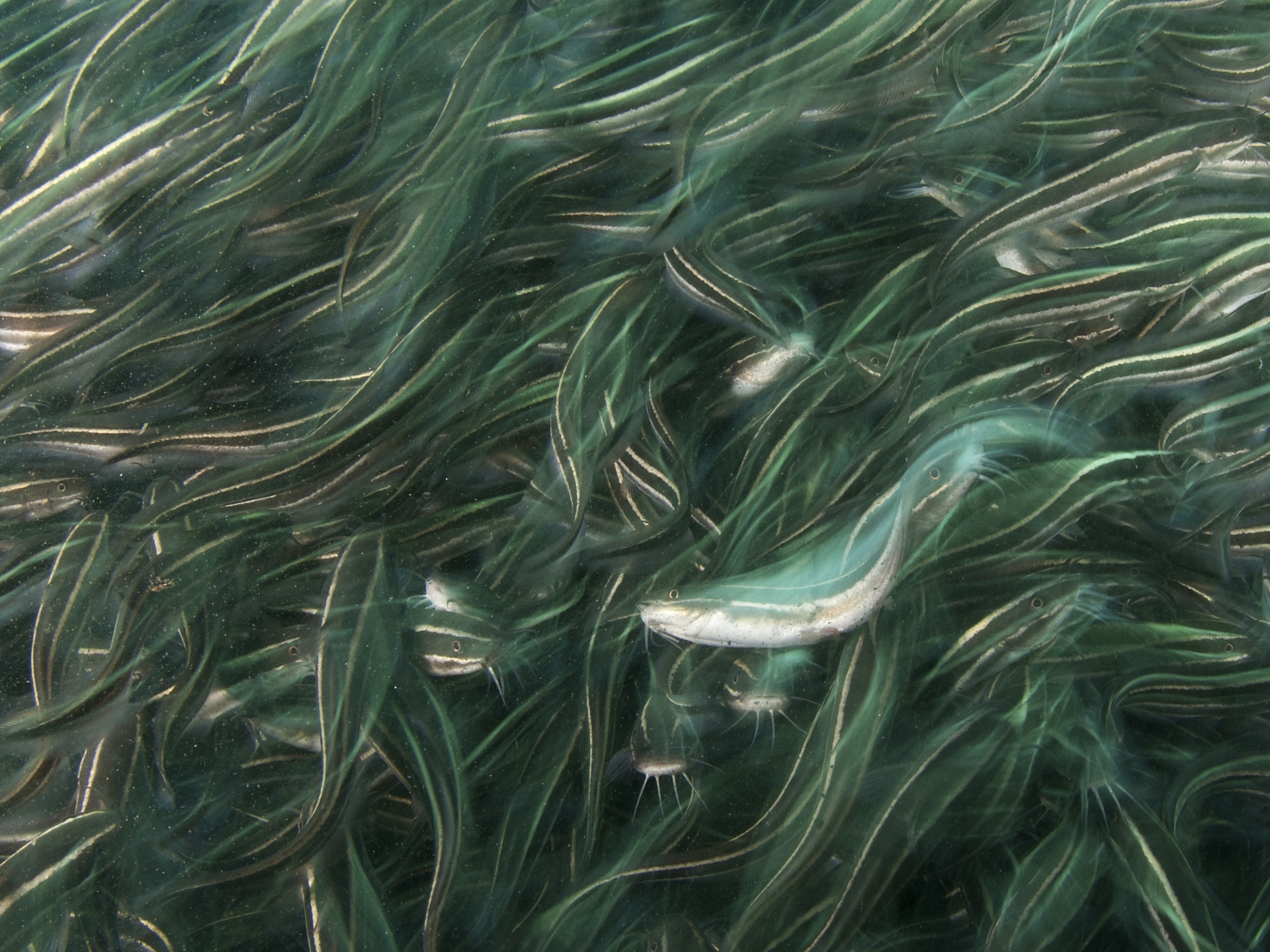 Nyüzsgés