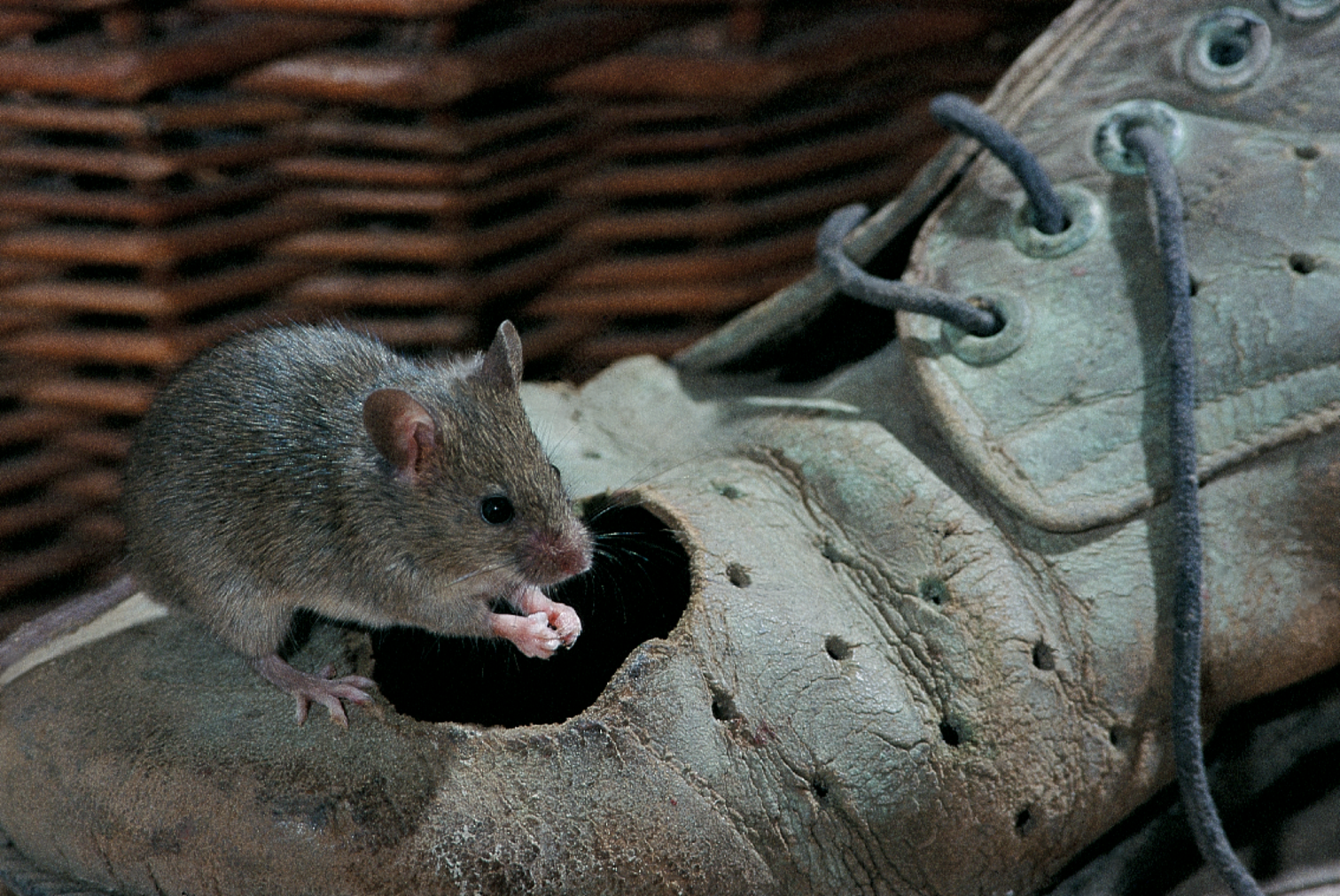 Pitiző