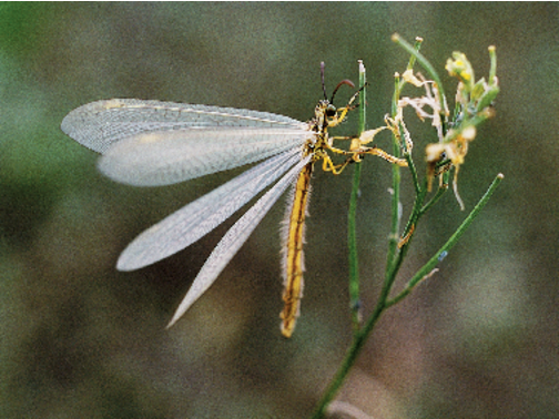 Hangyaleső