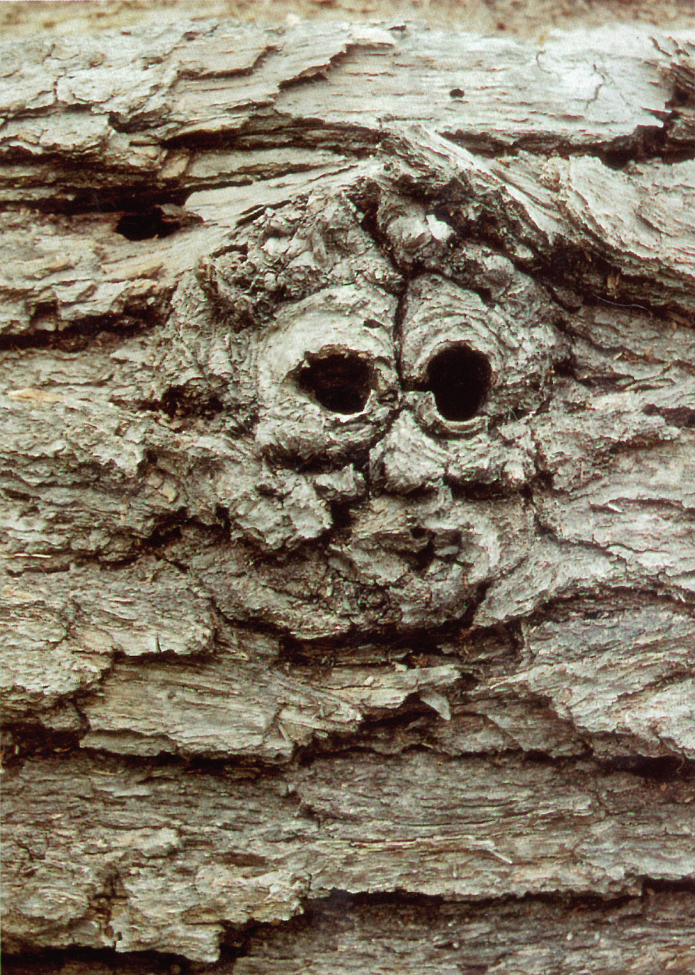 Fapofa