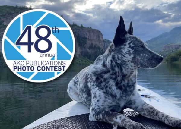 2026 AKC Photo Contest