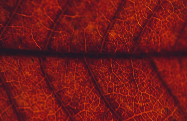 Nature Studies - Photo Contest