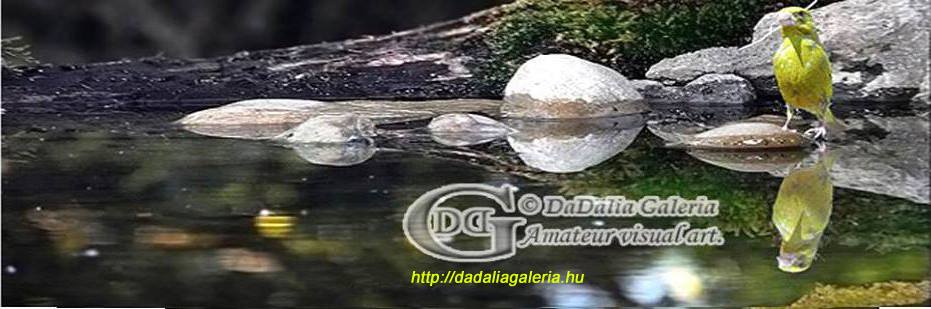 DaDalia Galeria Fotóköre