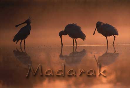 Madarak - fotókiállítás