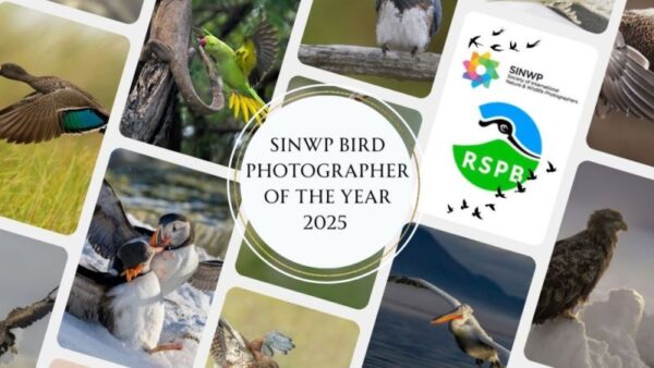 SINWP - Bird Photographer Of The Year - 2025 In Aid Of RSPB