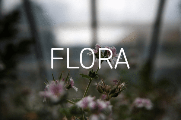 FLORA - Photography Competition