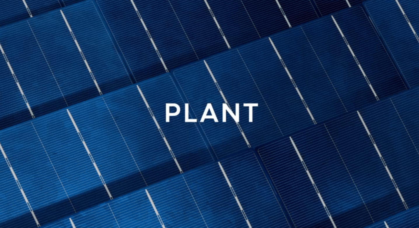 Biró Dávid: Plant