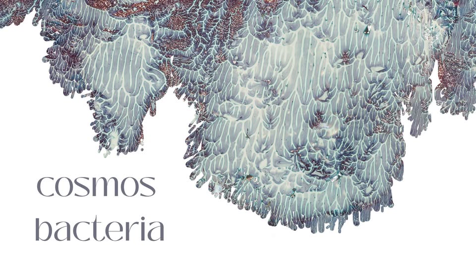 PH21 x Bakáts Bunker | Hajnal Szolga: Cosmos Bacteria | August 2. 2025. 7 PM