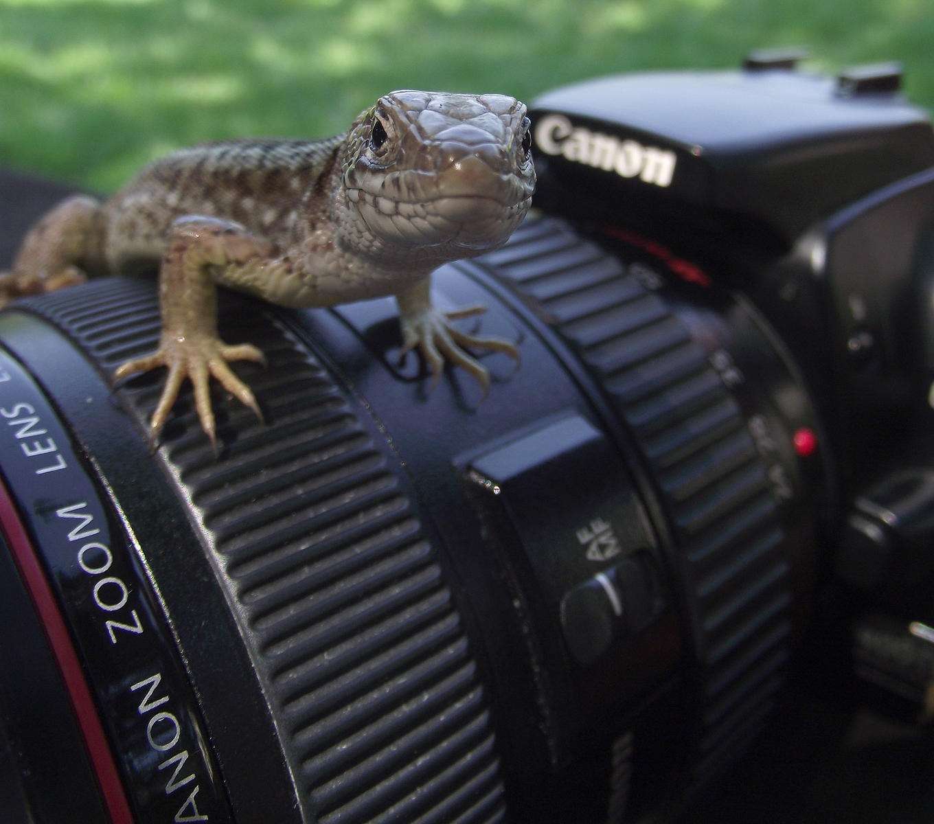Természetfotó tábor fiataloknak a Bakonyban Szabó Béla fotográfus vezetésével